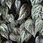 Daun Sirih Merah