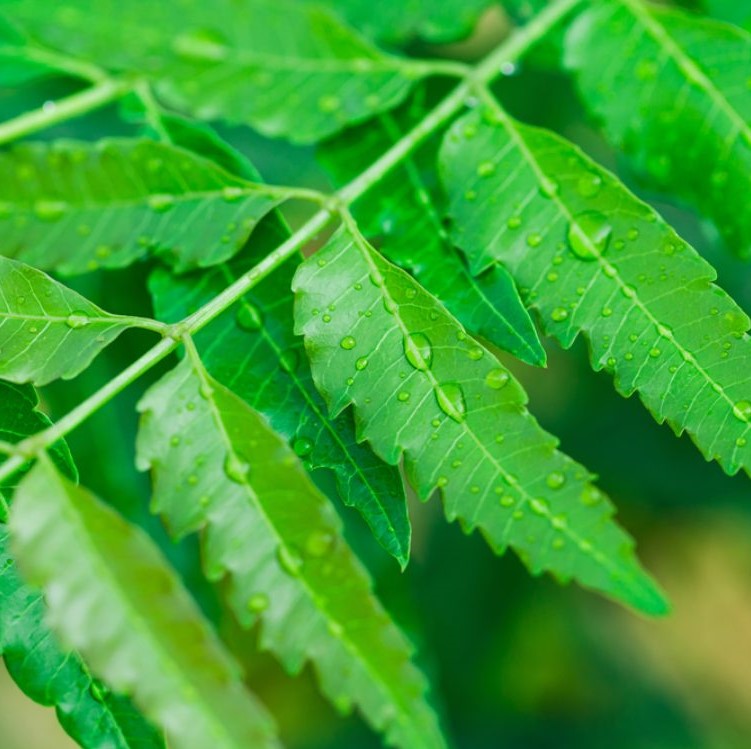 Daun Neem