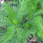 Daun Seribu