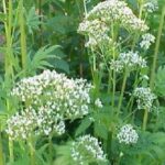 Daun Valerian