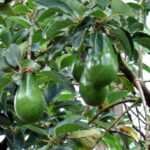 Daun Alpukat