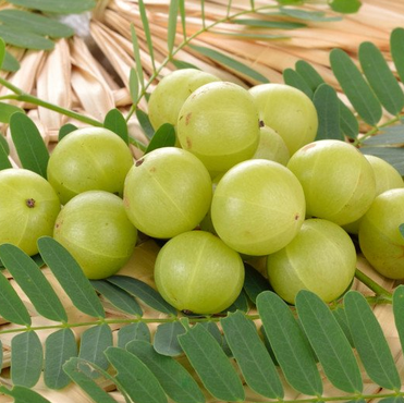 Amlaki