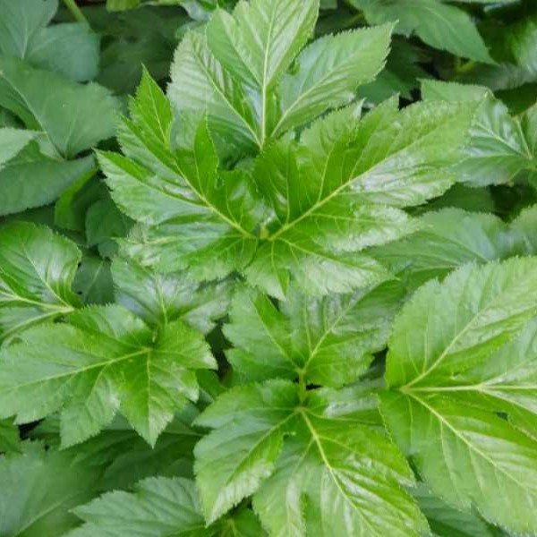 Daun Ashibata