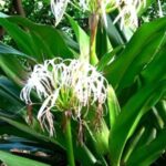 Daun Bakung