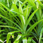 Daun Pandan
